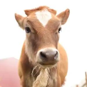 Close-up of a curious young calf outdoors on a farm.